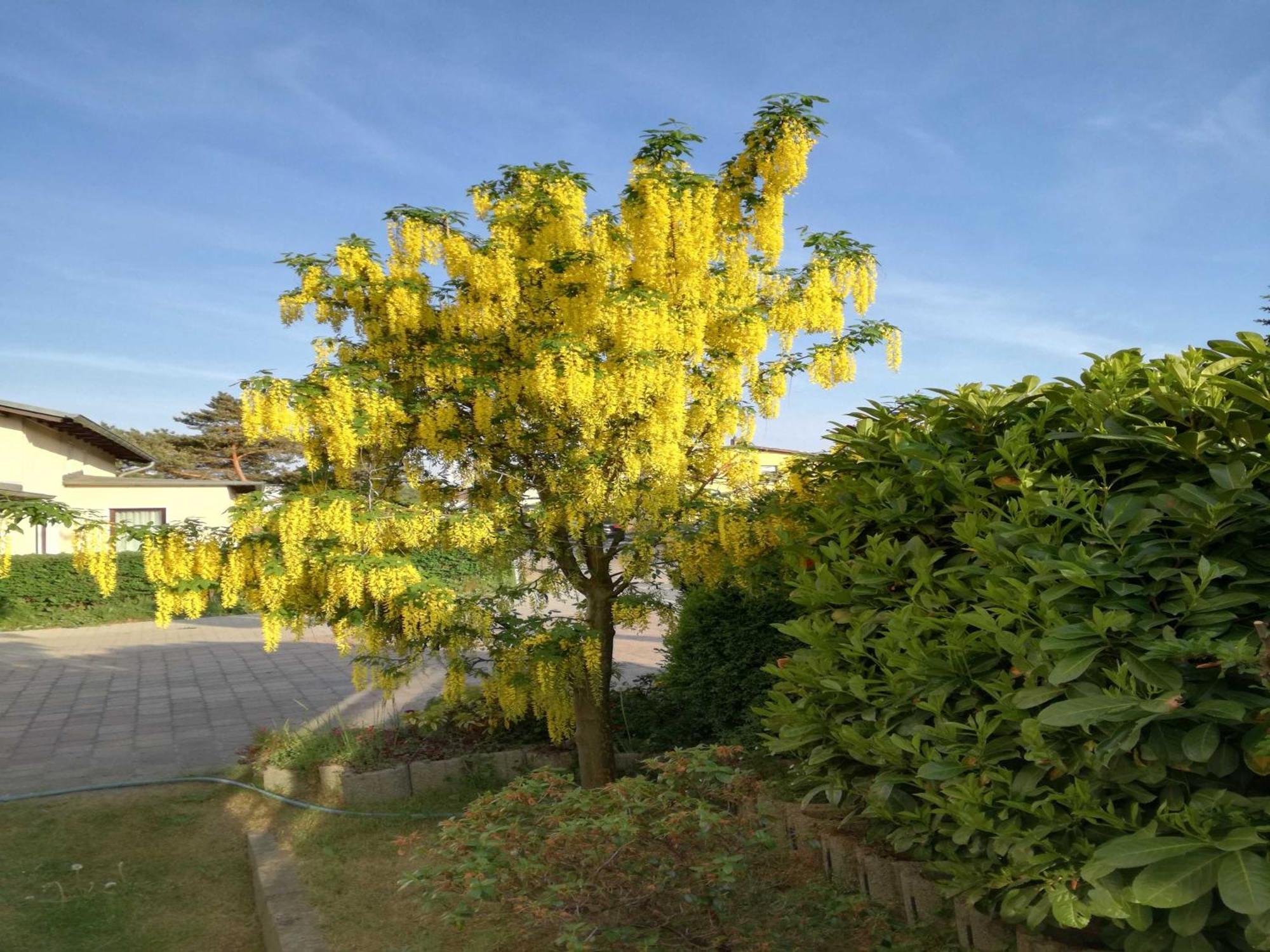 Ferienwohnung Gaertner Heringsdorf  Bagian luar foto